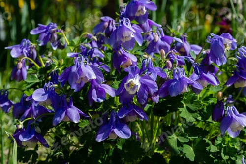 Preview: Aquilegia Coerulea In Spring Garden. Blue Flowers Of Aquilegia In Naturfal Background. Plant For