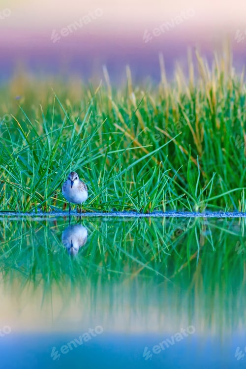 Preview: Cute Water Birds And Nature. Landscape Nature And Birds. Green Nature Background. Common Bird