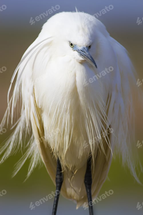 Preview: Beautiful White Heron. Colorful Nature Background. Heron Bird: Little Egret. Egretta Garzetta.