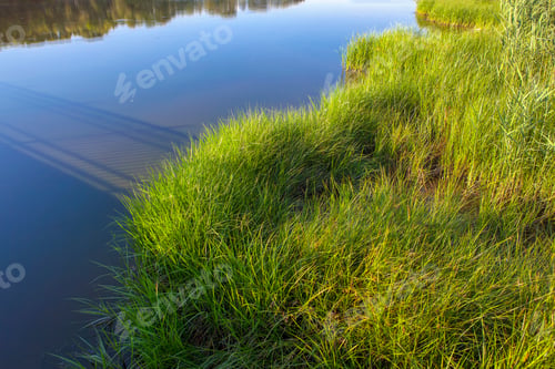 Preview: Green Plants Growing In The Water