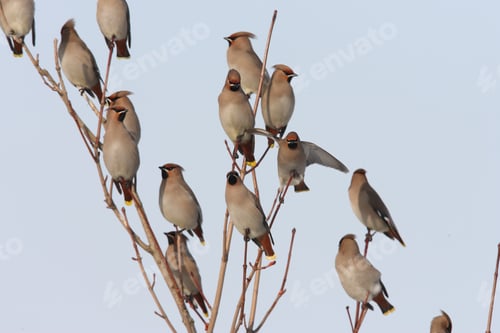 Preview: Bohemian Waxwing (Bombycilla Garrulus) Germany