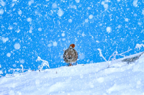 Preview: Winter Season And Birds. Falling Snow. Blue Nature Background. Grey Partridge.