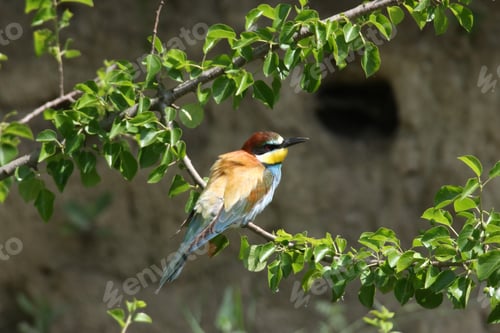 Preview: European Bee-Eater (Merops Apiaster) Germany (East)