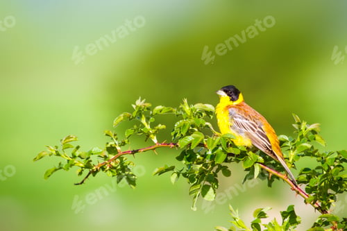 Preview: Cute Bird. Green Nature Background. Bird On Green Branch. Black Headed Bunting