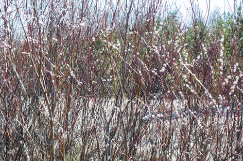 Preview: Willow Twig In Early Spring At The Beachside