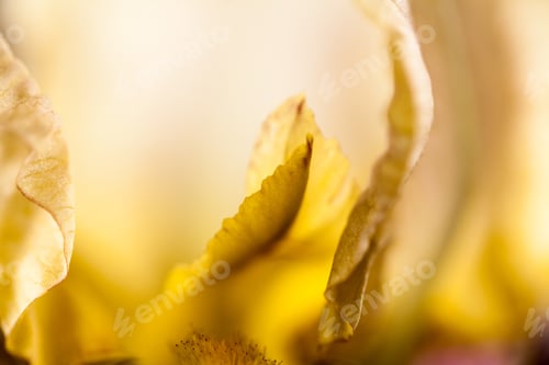 Preview: Beautiful Iris Flower With Details