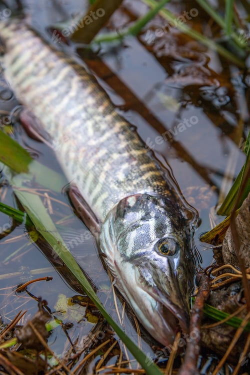 Preview: Freshwater Northern Pike Fish Know As Esox Lucius In The Water. Fishing Concept, Catch And Release