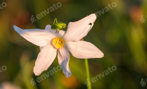 Preview: Grasshopher On A Spring Flower