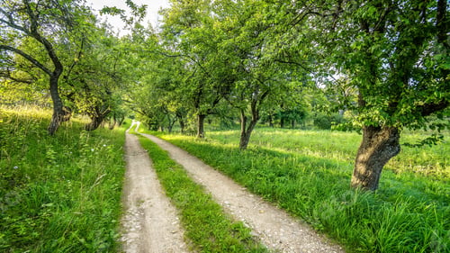Preview: Country Road Inforest With Trees And Green Meadow