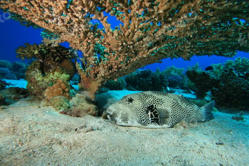 Preview: Giant Puffer Fish