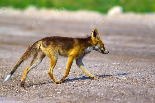 Preview: Fox. Natural Background.