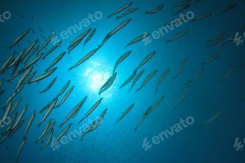 Preview: Underwater Fish Sea Ocean