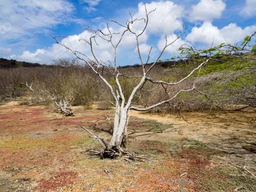 Preview: Boca Sami - Views Around The Caribbean Island Of Curacao