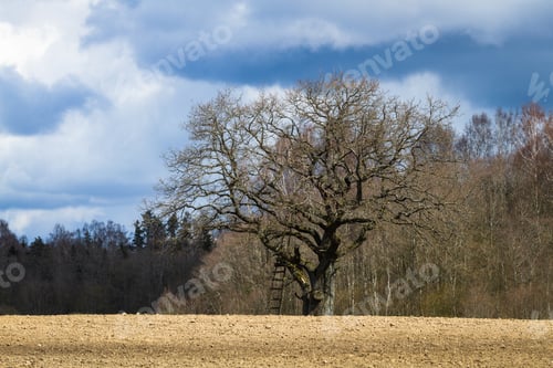 Preview: Processed Cereal Fields In Spring