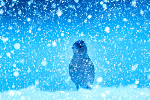Preview: Winter Season And Birds. Falling Snow. Blue Nature Background. Common Chaffinch.