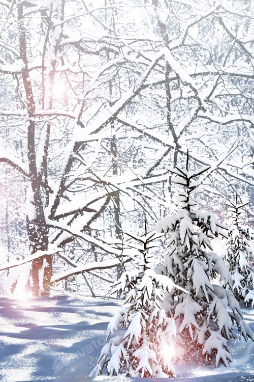 Preview: Winter Forest