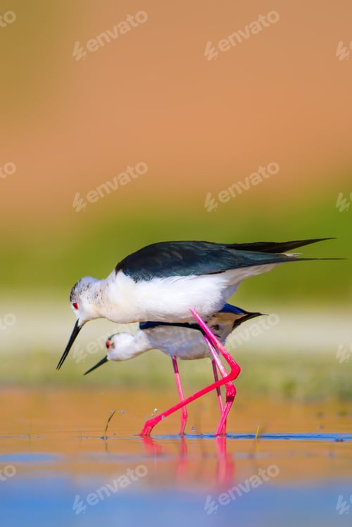 Preview: Cute Long Legged Birds. Bird Mating. Colorful Nature Background.