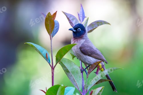 Preview: Cute Bird White Spectacled Bulbul. Nature Backgound. Pycnonotus Xanthopygos.