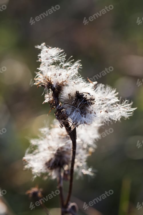Preview: Dandelion Seeds With Natural Background