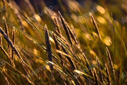 Preview: Autumn Grass Bents Against Dark Background In Warm Day. Countryside. Golden Sun