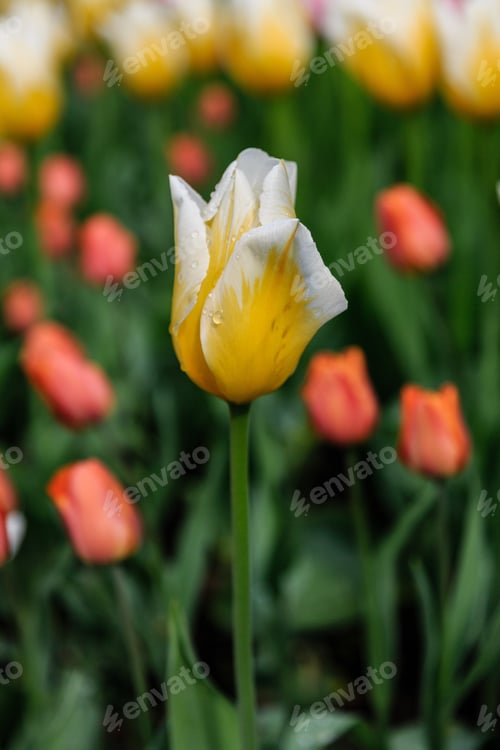 Preview: Yellow Tulips In The Garden. Sort Orange Cassini. Bulbous Plants In The Garden.