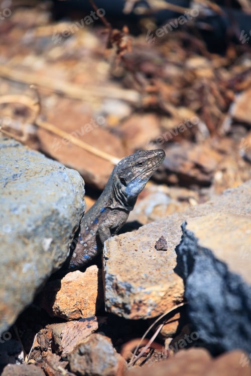 Preview: Lizard Between Two Rocks