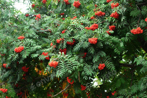 Preview: Rowan Berry (Sorbus Aucuparia)