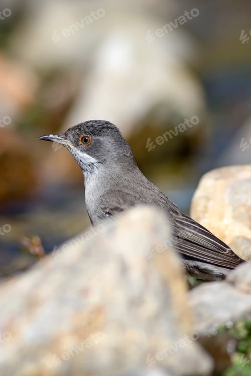 Preview: Cute Bird. Natural Background. Bird: Ruppell'S Warbler. Sylvia Rueppelli.