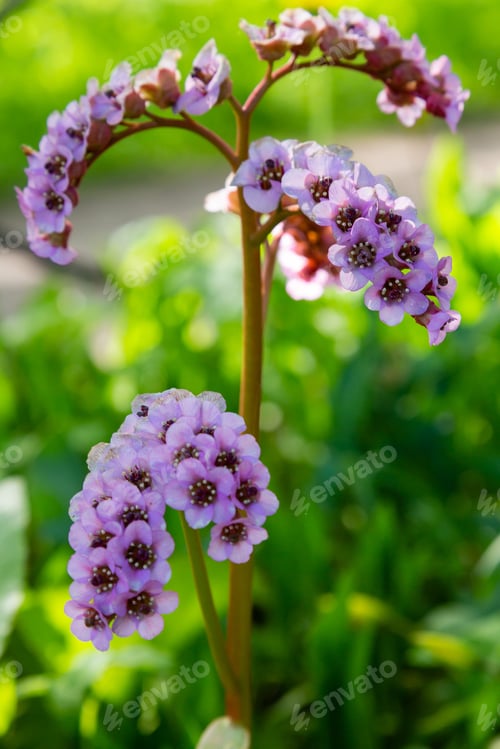 Preview: Flower Of Bergenia In Spring Garden