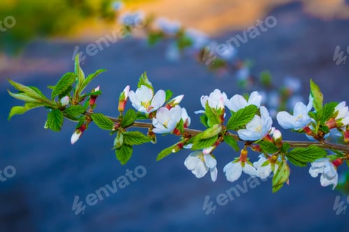 Preview: Blossoming Branch Cherry. Bright Colorful Spring Flowers. Beautiful Nature Scene