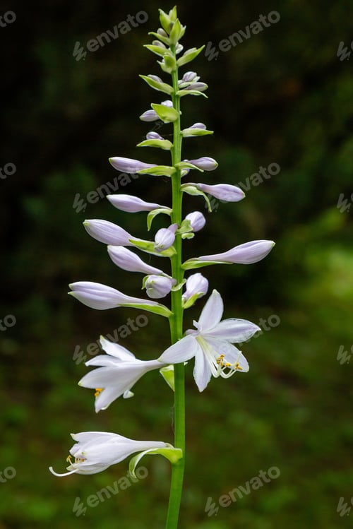 Preview: Flowers Of Hosta In Garden