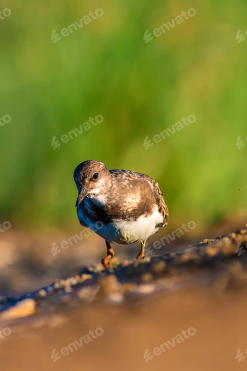 Preview: Cute Water Bird. Common Bird Ruddy Turnstone. Colorful Nature Background. Bird: Ruddy Turnstone