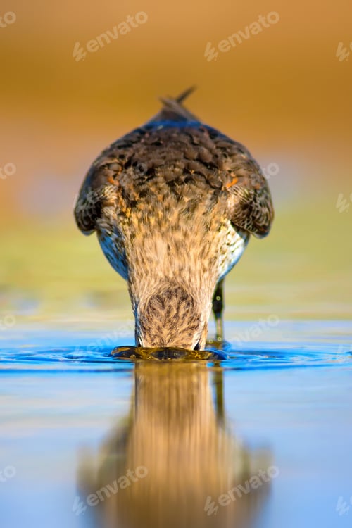 Preview: Cute Bird. Waterfowl. Colorful Nature Background. Curlew Sandpiper