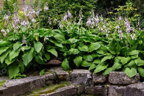 Preview: Hosta Plant In Garden. Beautiful Blooming Hosts In The Garden. Hostа Plant For The Shady Garden