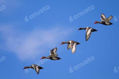 Preview: Isolated Ducks. Blue Sky Background. Duck: Red Crested Pochard. Netta Rufina.