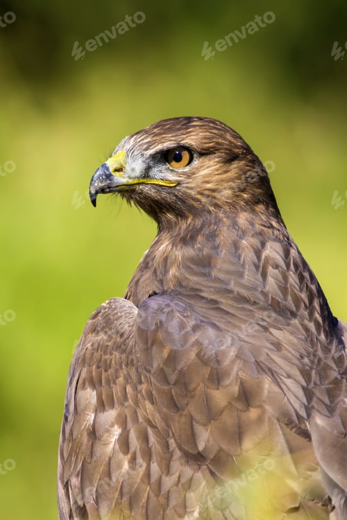 Preview: Bird Of Prey. Green Nature Background. Bird: Long Legged Buzzard. Buteo Rufinus.