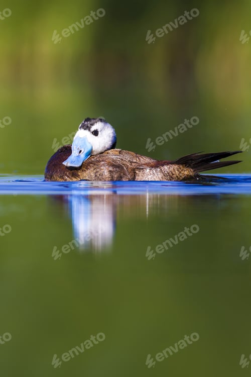 Preview: Swimming Duck. Colorful Lake Background. Bird: White Headed Duck. Oxyura Leucocephala.