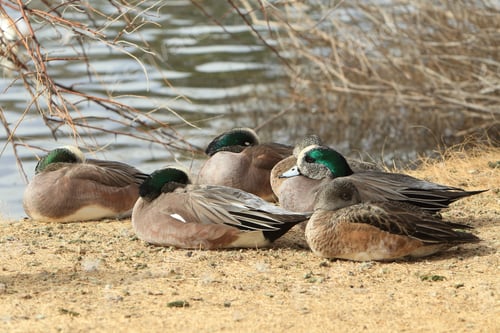 Preview: American Wigeon Socorro New Mexico