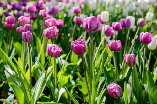 Preview: Purple Tulips On Natural Background. Purple Tulip Flowers. Flowering Of Bulbous Tulips In The