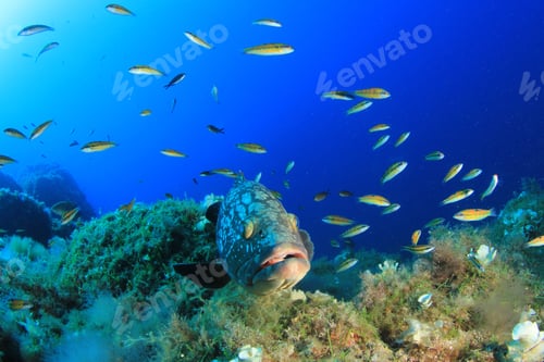 Preview: Dusky Grouper (Epinephelus Marginatus) Fish In Mediterranean Sea