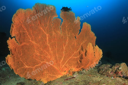 Preview: Coral Reef Underwater And Fish In Ocean