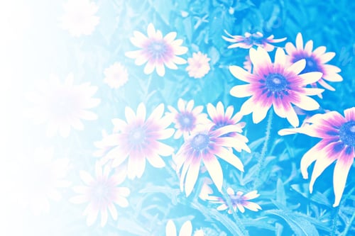 Preview: Bright Rudbeckia Flowers On A Background Of The Summer Landscape.