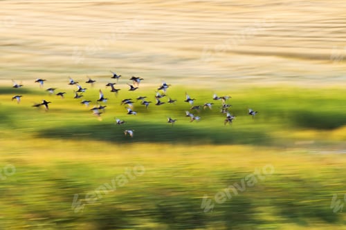 Preview: Flying Duks. Colorful Nature Background. Panning Technique Photography. Birds: Red Crested Pochard