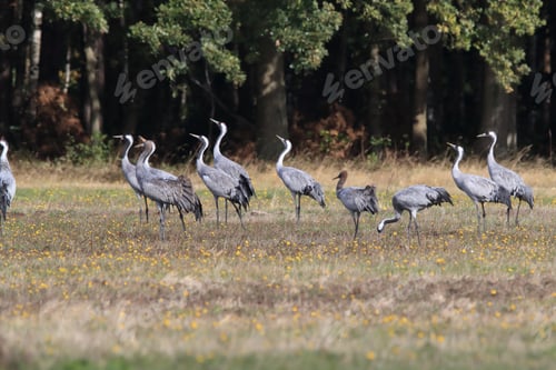Preview: Common Cranes In The Field Mecklenburg Germany