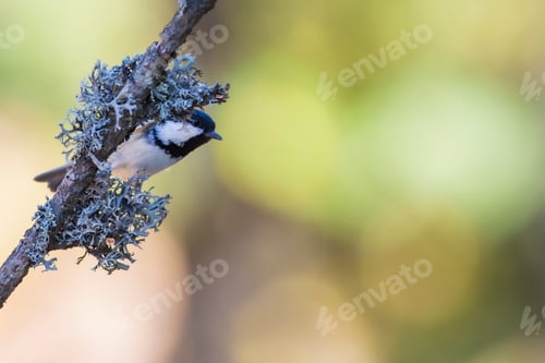 Preview: Cute Bird Coal Tit. Colorful Nature Background.