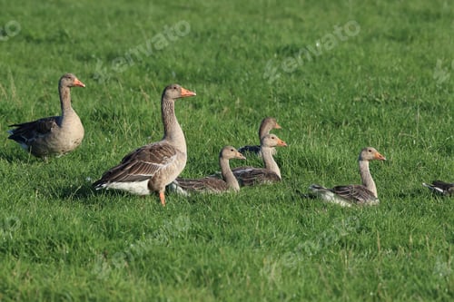 Preview: Greylag Goose (Anser Anser)