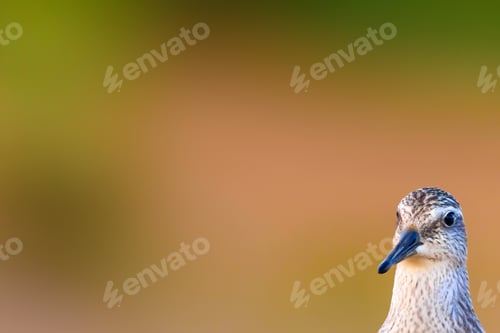 Preview: Cute Water Bird. Yellow Nature Background.