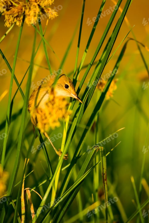 Preview: Cute Bird. Natural Background.