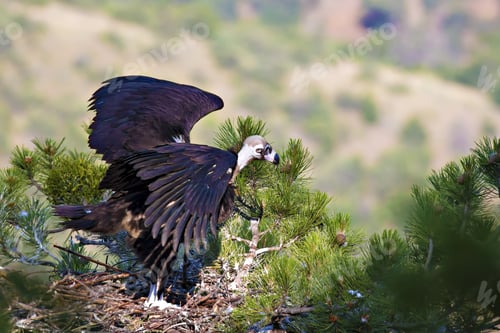 Preview: Vulture Nest. Cinereous Vulture. Pine Tree. Green Forest Background.