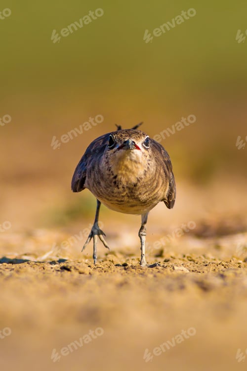 Preview: Cute Bird Collared Pratincole. Warm Colors Nature Background. Collared Pratincole / Glareola